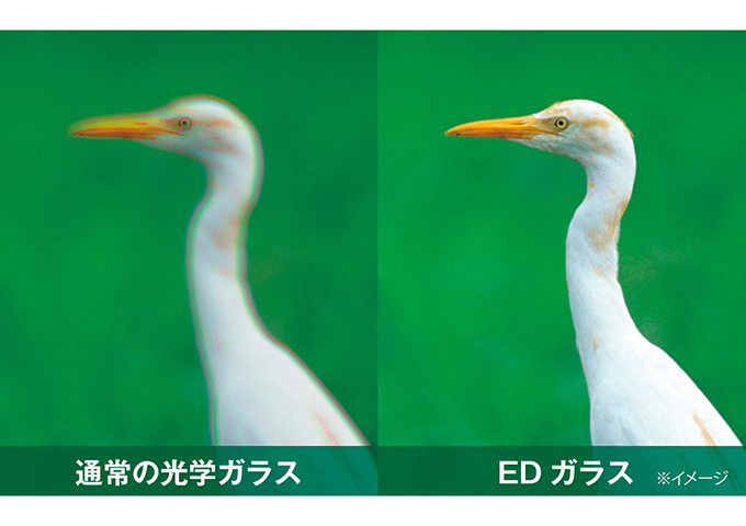 Avantar 8×25ED DH